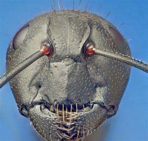 ant head under microscope.